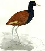 Northern Jacana