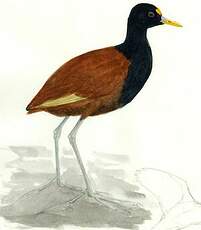 Jacana du Mexique