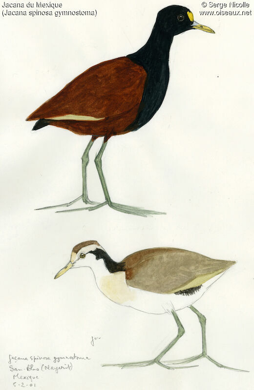 Jacana du Mexique, identification