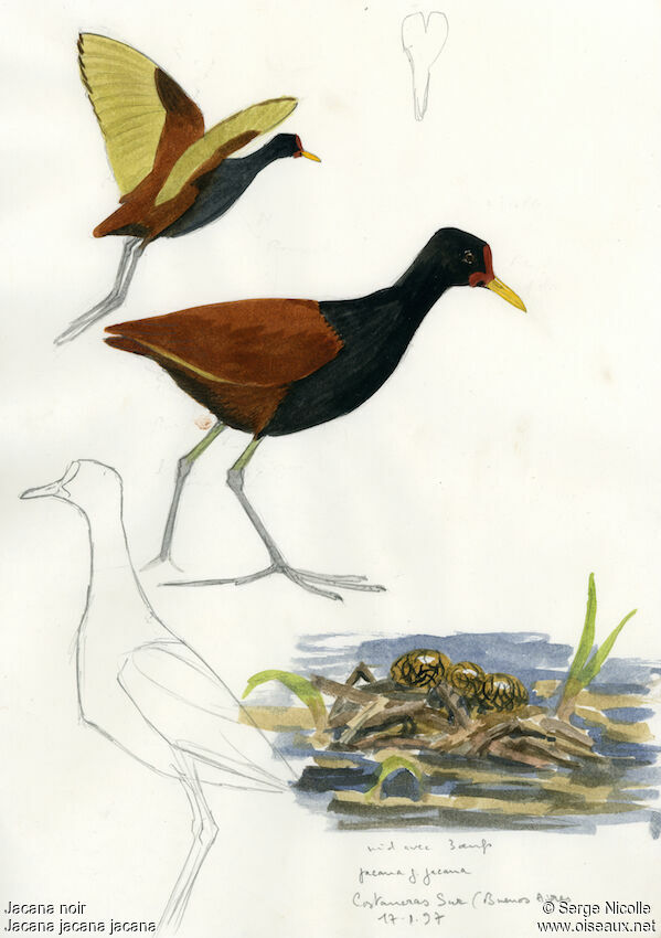 Wattled Jacana, identification