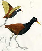 Wattled Jacana