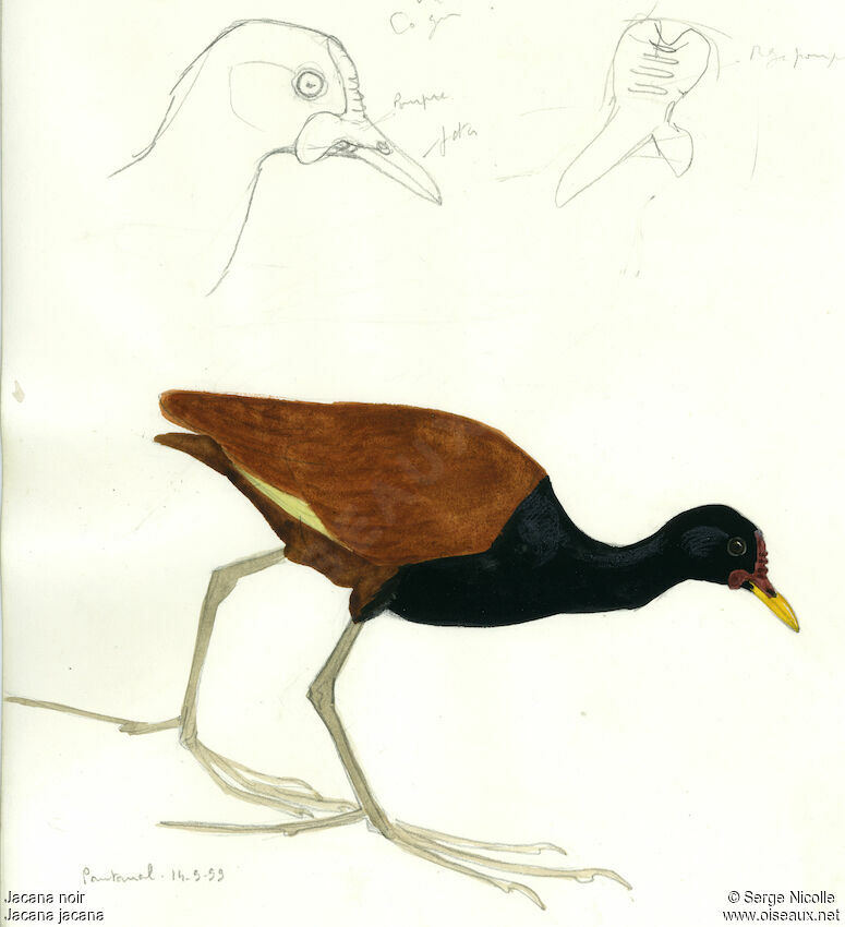 Wattled Jacana, identification