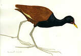 Jacana noir