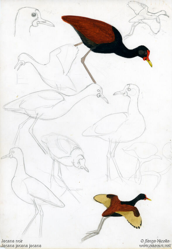 Jacana noir, identification