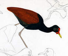 Wattled Jacana