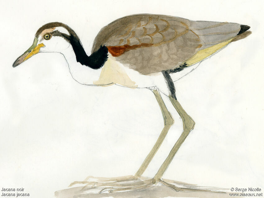 Jacana noirjuvénile, identification