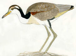 Wattled Jacana