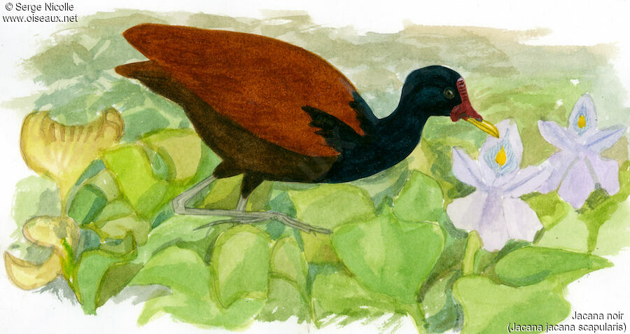 Wattled Jacana, identification