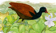 Jacana noir