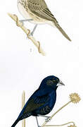 Blue-black Grassquit