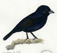 Blue-black Grassquit