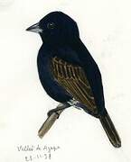 Blue-black Grassquit