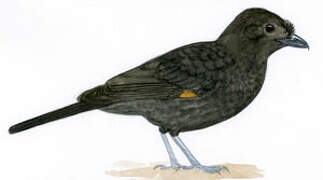 Archbold's Bowerbird