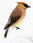 Cedar Waxwing