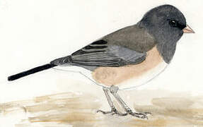 Dark-eyed Junco