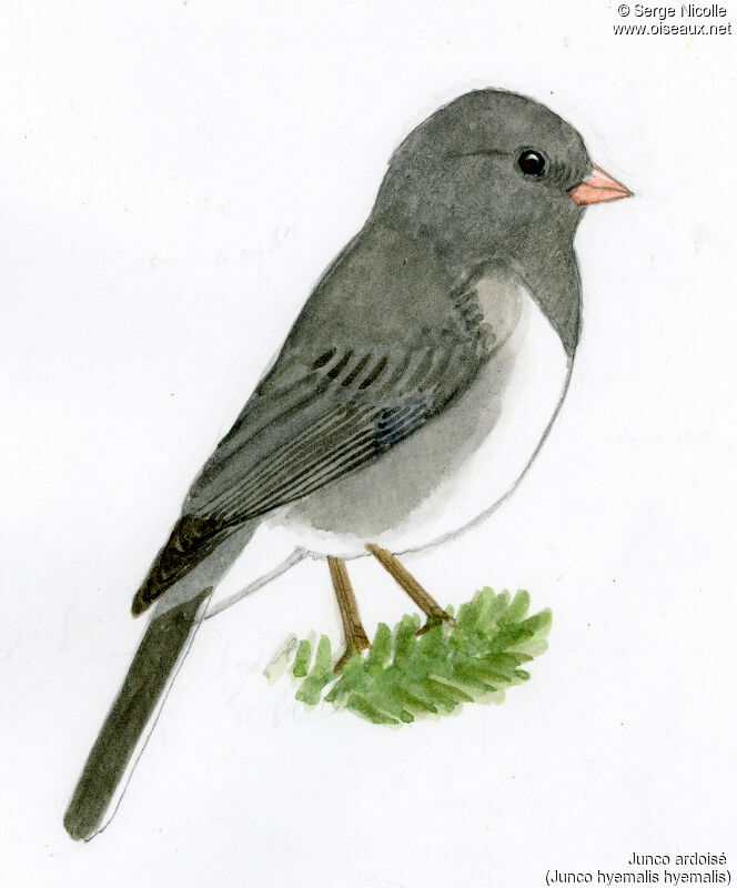 Dark-eyed Junco, identification