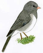 Junco ardoisé