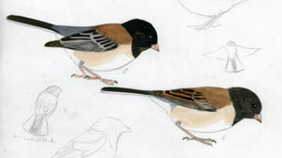 Junco ardoisé