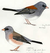 Dark-eyed Junco