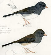 Dark-eyed Junco