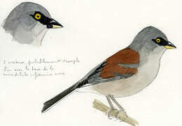 Yellow-eyed Junco