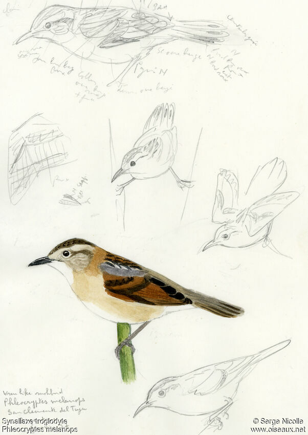 Wren-like Rushbird identification