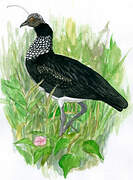 Horned Screamer