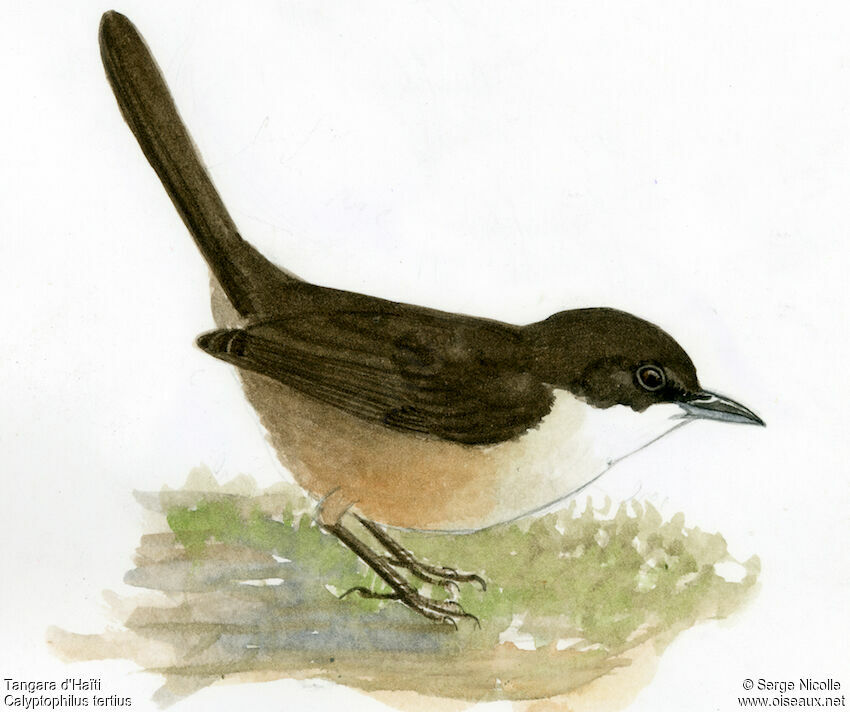 Konichon d'Haïti identification