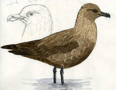 South Polar Skua