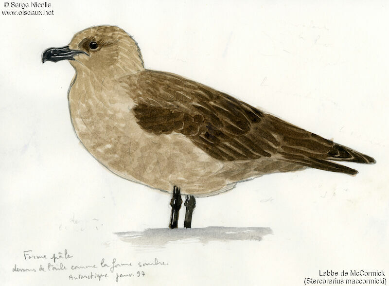 South Polar Skua, identification