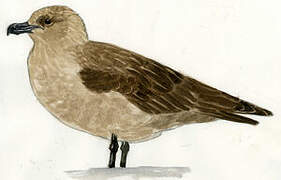 South Polar Skua