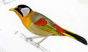 Silver-eared Mesia