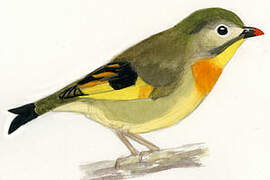 Red-billed Leiothrix