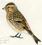 Twite