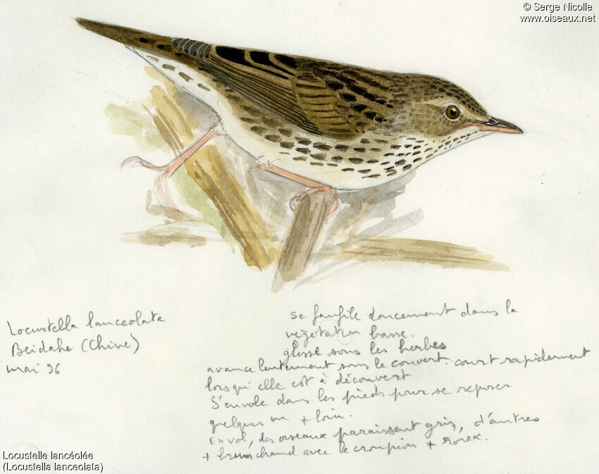 Lanceolated Warbler, identification