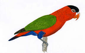 Purple-bellied Lory