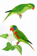 Red-flanked Lorikeet