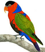 Black-capped Lory