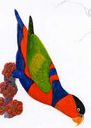 Black-capped Lory