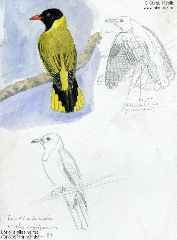 Loriot à ailes noires, identification