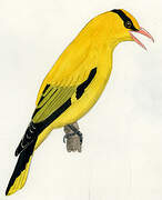 Black-naped Oriole