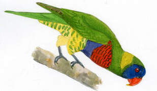 Coconut Lorikeet