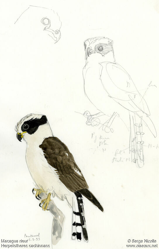 Laughing Falcon, identification