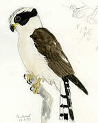 Laughing Falcon