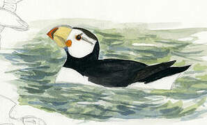 Horned Puffin