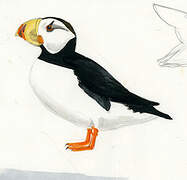 Horned Puffin