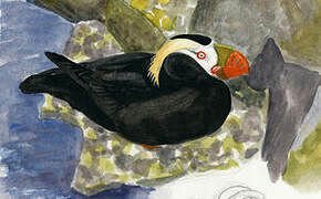 Tufted Puffin