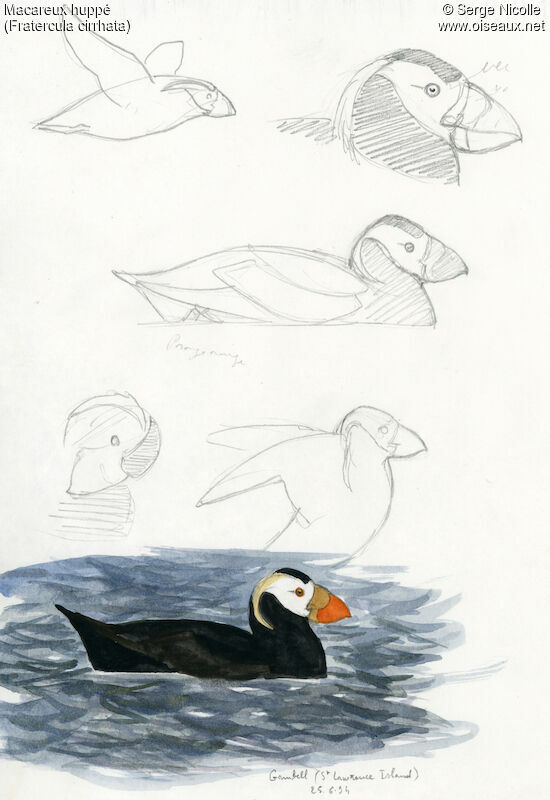 Tufted Puffinadult breeding, identification