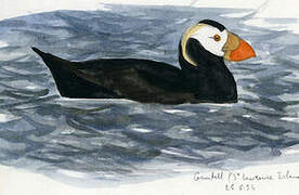 Tufted Puffin