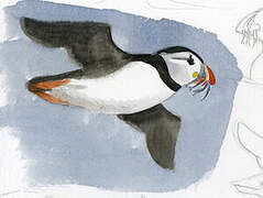 Atlantic Puffin